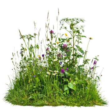 Lush green grass growing alongside vibrant colorful wildflowers, carefully isolated on a transparent background for design