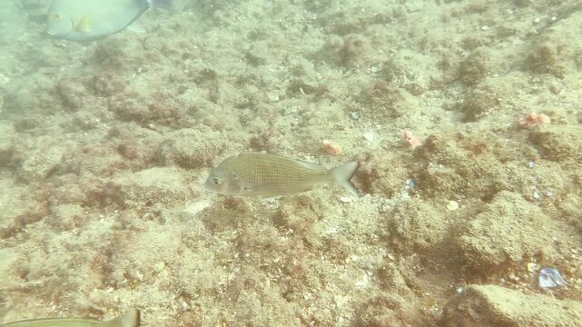 Sea Bream and Sea Bass Swimming Over a Rocky Ocean Seabed