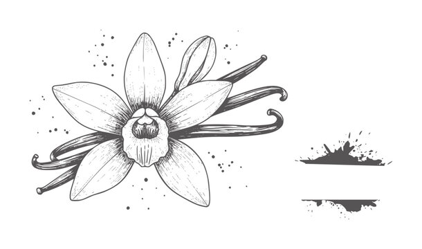 Hand drawn vanilla orchid flower and pods with ink splatters beans