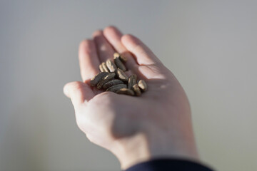 A hand holding a small pile of grains. © DBA