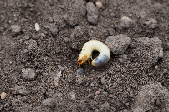 A white grub larva curls in dark soil.