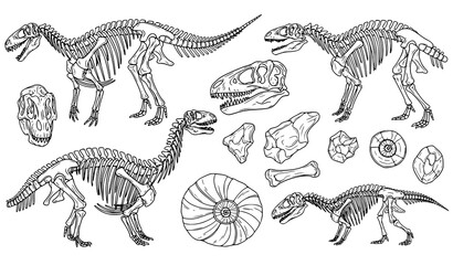 Detailed vintage-style illustrations of various dinosaur fossils and bones. © Boloram