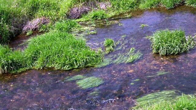 春の小川の流れ