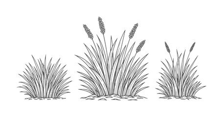 Three hand drawn bunches of wild grass with seed heads plant nature botanical © Ali