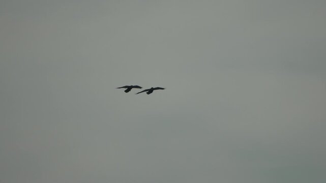 Crows flying sky two black birds performing aerial acrobatics in slow motion.
