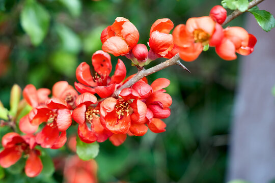 Vibrant red-orange flowers of the Japanese quince Chaenomeles japonica bloom on a thorny branch in early spring. This hardy, deciduous shrub is prized for its ornamental value and edible fruit.