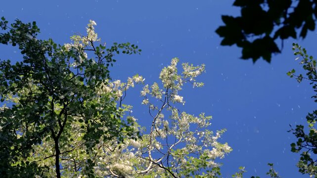 Poplar fluff drifting through the air from a tree. Close-up of airborne seeds during spring allergy season, natural allergen concept in 4K