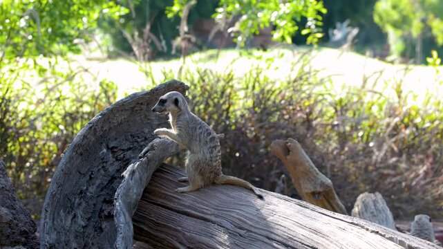 Meerkat Suricate Standing on a Log and Climbing a Rock Mound