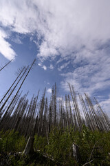 Fototapeta premium Forest dieback at Schierke at Harz National Park. Forest decline of mainly common spruce tree caused by climate change and bark beetle.