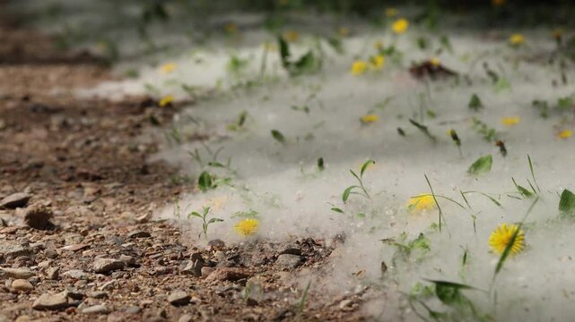 Poplar fluff drifting through the air from a tree. Close-up of airborne seeds during spring allergy season, natural allergen concept in 4K