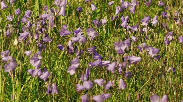 Campanula Rotundifolia Scottish blue bell blowing in the wind stock footage