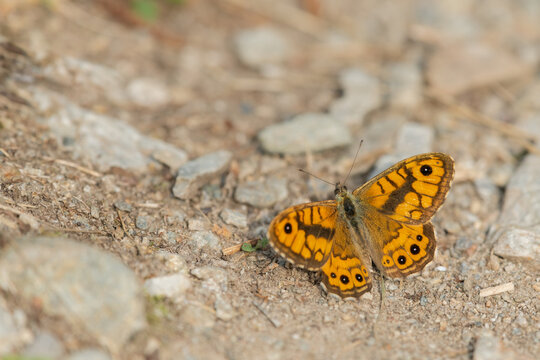 Wall brown butterfly Lasiommata opens orange checkered wings on gravel forest trail