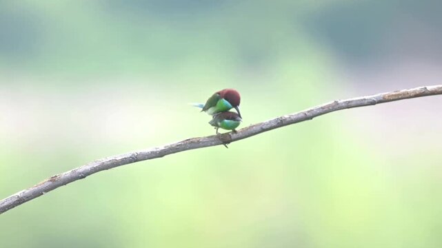 A rare wildlife moment showing a beautiful pair of colorful bee-eater birds mating on a bare branch against a soft blurred green background.