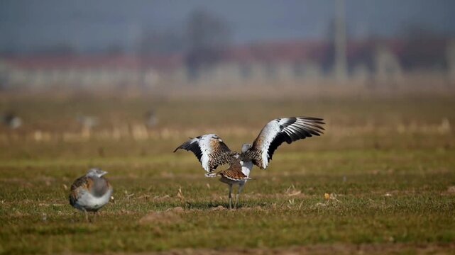 Dynamic action of a magnificent Great Bustard taking off with wide wingspan in a grassy steppe with a blurred foreground bird and rural landscape.