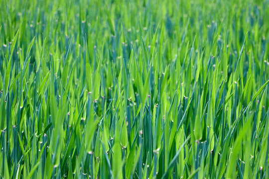 close-up shot of lush green stalks of young Hordeum vulgare, commonly known as barley, growing densely in a sunlit agricultural field during its early growth stage