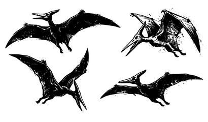 Pterodactylus Silhouette and Hand Drawn Dinosaur Vector Graphic Illustration © Joy