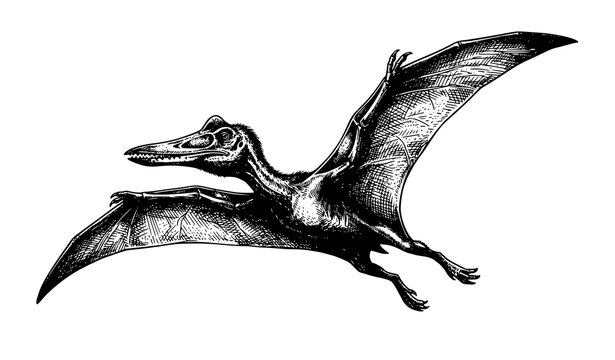 Hand Drawn Pterodactylus Dinosaur Vector Illustration with Vintage Silhouette Style