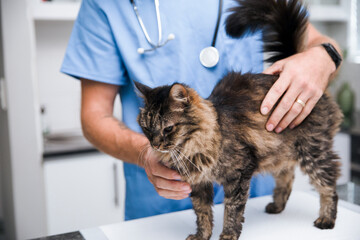 Male vet healthcare worker in blue scrubs examining a fluffy longhair tabby cat on a sterile exam table © Mardene