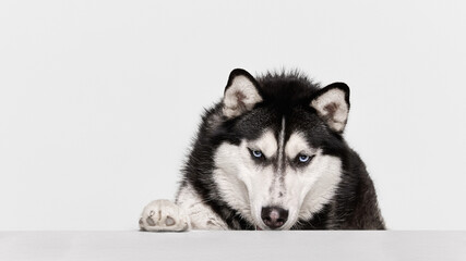 Close up husky resting behind white surface with intense blue eyes. Concept of pet portrait, dog emotion, animal care branding, veterinary clinic banner and adoption campaign. © master1305