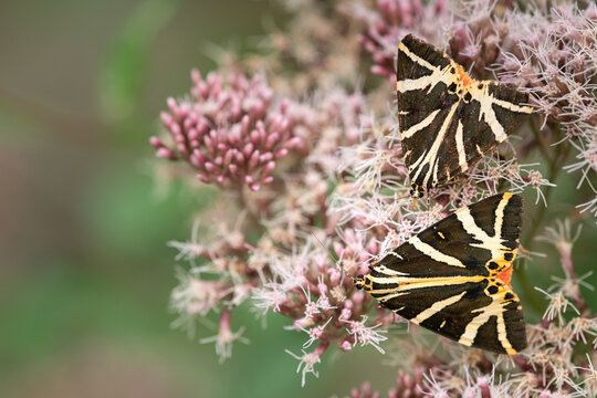 Pair of Jersey tiger moths feed on hemp agrimony flower cluster in alpine summer meadow