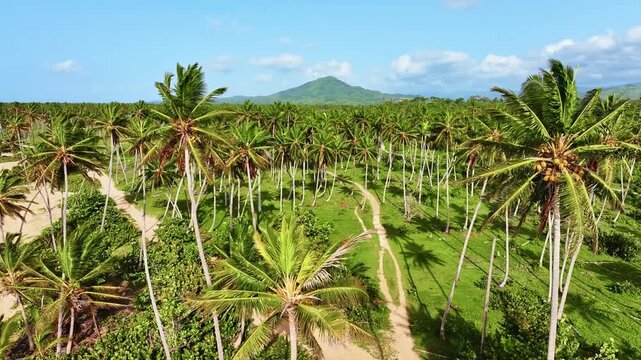 Green palm trees in the picturesque American foothills under a blue cloudy sky. Tranquil drone view of a beautiful tropical landscape on a clear sunny day. The natural beauty of the landscape.