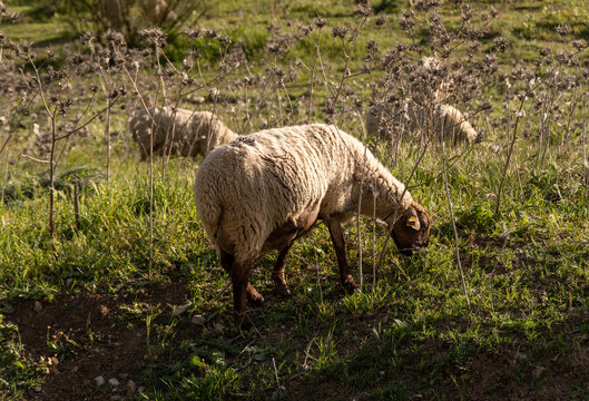 Ovejas pastando en paisaje rural de Andaluc&iacute;a