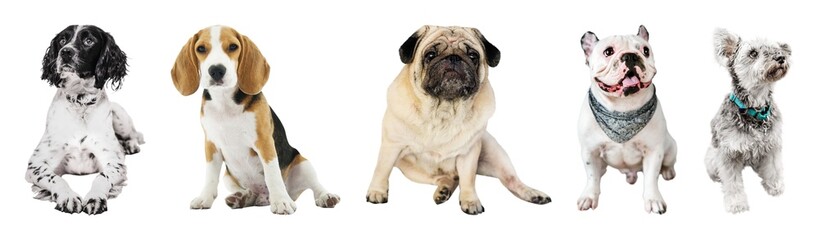 Fototapeta premium Diverse adorable dogs sitting together element set isolated on white