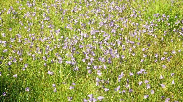 Campanula Rotundifolia Scottish blue bell blowing in the wind stock footage