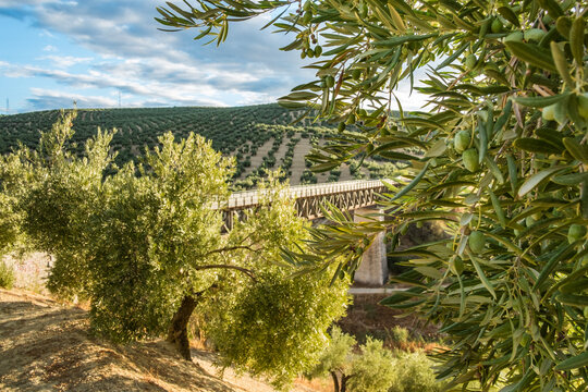 Olives in landscape in summer day in jaen