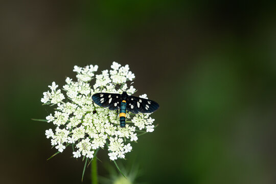 Nine spotted moth Amata phegea on white Queen Anne lace flower umbel summer meadow