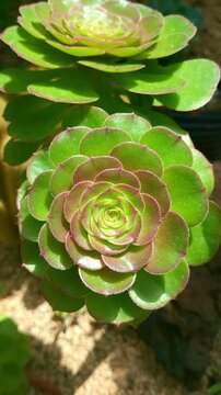 a close 4k vertical slow motion view of the aeonium black rose succulent in a botanical garden. the dramatic dark-edged rosette leaves and fleshy texture make for a captivating and artistic nature ...