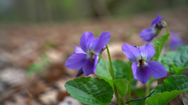 Close-up of vibrant purple violet flowers blooming in a natural woodland setting during springtime, showcasing delicate