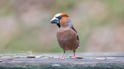 Fototapeta premium Hawfinch bird feeding on the wooden platform