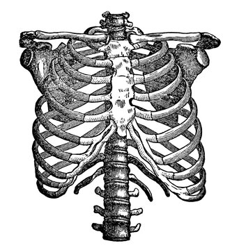 Vintage medical engraving of the human ribcage anterior unlabeled