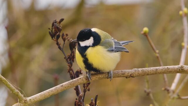 Close-up of a great tit hopping on a branch