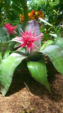 a vibrant 4k vertical slow motion shot of an aechmea fasciata bromeliad in full bloom with striking red flowers in a botanical garden setting. the vivid tropical colors and unique flower form make ...