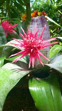a vivid 4k vertical slow motion capture of an aechmea fasciata bromeliad in full bloom showing off its distinctive red flower spike. the tropical flower's intricate structure and bold coloring make...