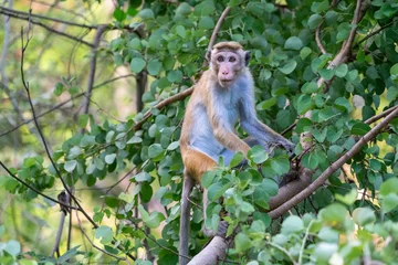Rollo ohne bohren Affe Toque macaque in a tree, Kaudulla National Park, Sri lanka  © Jeroen