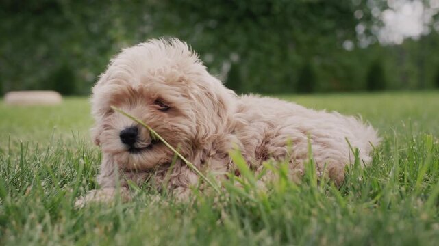 Cute fluffy puppy lying on grass chewing on green stalk of grass, playing outdoors.