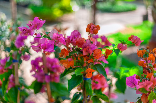 Bougainvillea Shrub Plants Growing in a Commercial Plant Nursery Garden Blooming with Pink and Orange Bracts