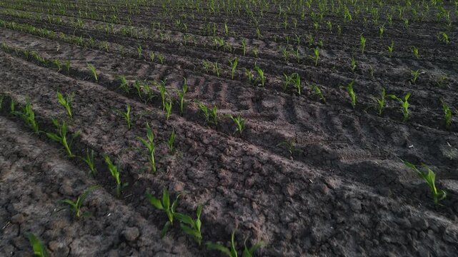 Drone flying sideways over a young cornfield with emerging green shoots and tractor tire marks in the dark fertile soil