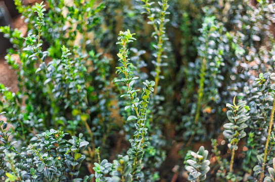 Japanese Holly Shrub Saplings Growing in a Plant Nursery commercial garden.