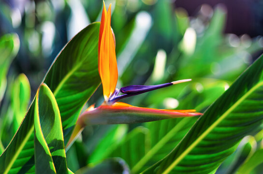 Side Profile View of a Bird of Paradise Flower Blooming in a Garden surrounded by large leaves.