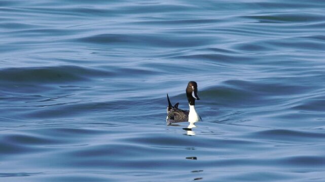 Wildlife - Birds. The Northern Pintail (Anas acuta) lives in wetlands such as sheltered deltas, salt marshes, shallow waters and coastal lagoons. It feeds on aquatic vegetation.