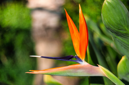 side view close-up of an orange and purple strelitzia reginae flower growing in a garden.