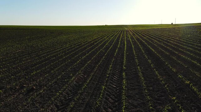 Aerial shot flying over an agricultural field with emerging corn seedlings and irrigation system at golden hour in the Midwest
