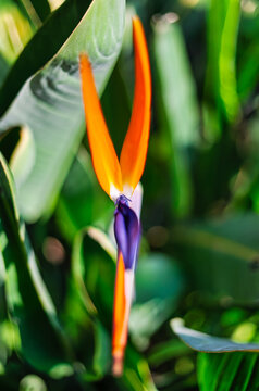 side view close-up of an orange and purple strelitzia reginae flower growing in a garden.