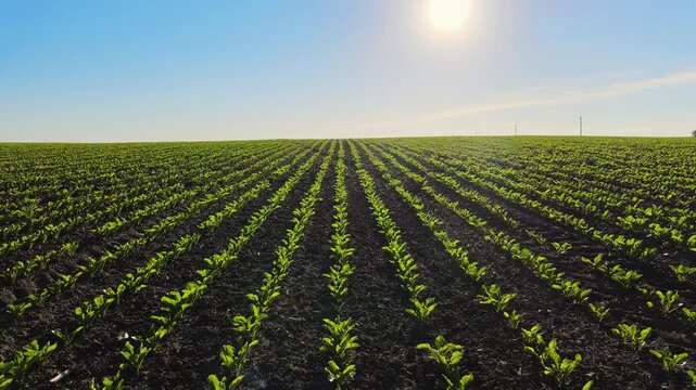 Agricultural field with young green crops growing in rows under a bright sun and blue sky, representing growth and farming