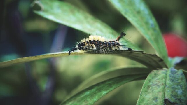 Vapourer moth caterpillar on a plant leaf close up stock footage
