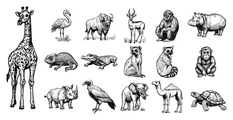 Wild safari animals set with giraffe elephant and rhino in vintage engraving style © Kaz